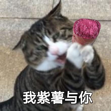 猫咪表情包:对不起,我是保安