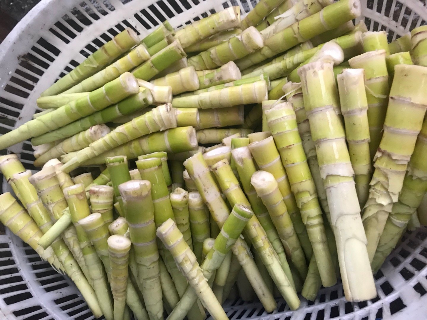 从包粽子的竹叶到鲜嫩爽滑的竹笋，竹子美味陪你度端午 - 知乎