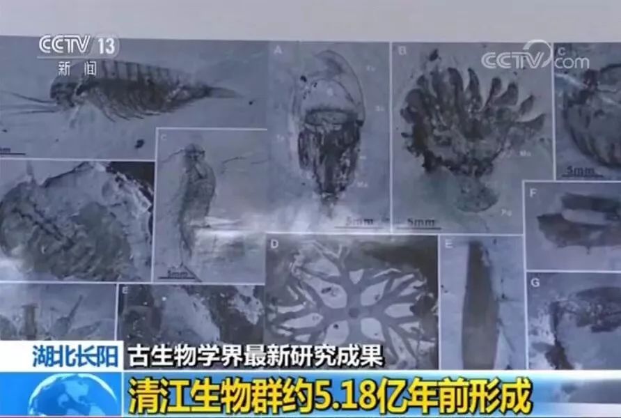 《东方时空》多档栏目 聚焦 宜昌长阳 《古生物学界最新研究成果