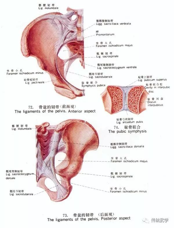 (一)骨盆四壁 耻骨联合短而宽,耻骨弓角度较大,骶岬突出较小,坐骨棘