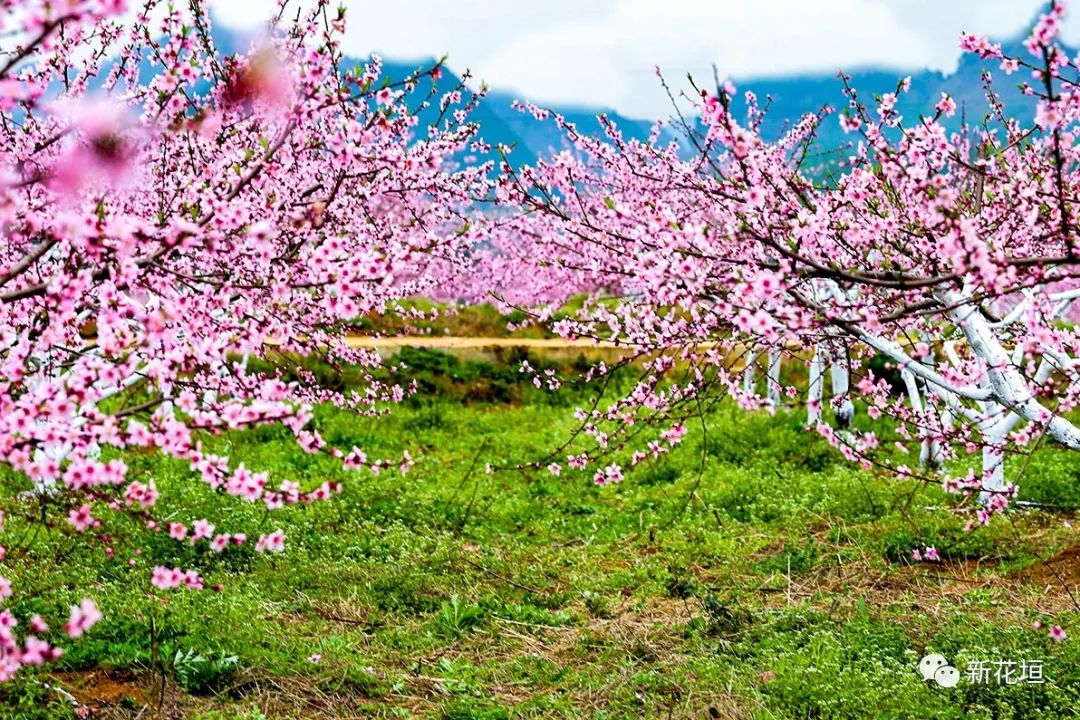 约你赶苗家边边场!花垣"桃花会"相亲报名了,马上有桃花哟!内容多多.