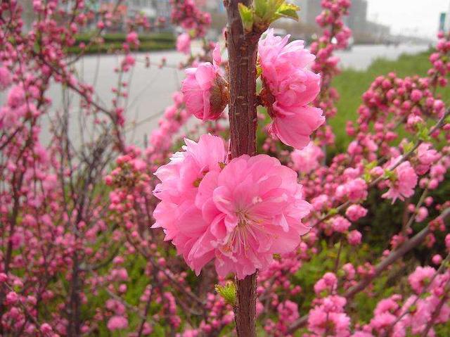 春天来了路边的花都开了,教你认识路边常见的花