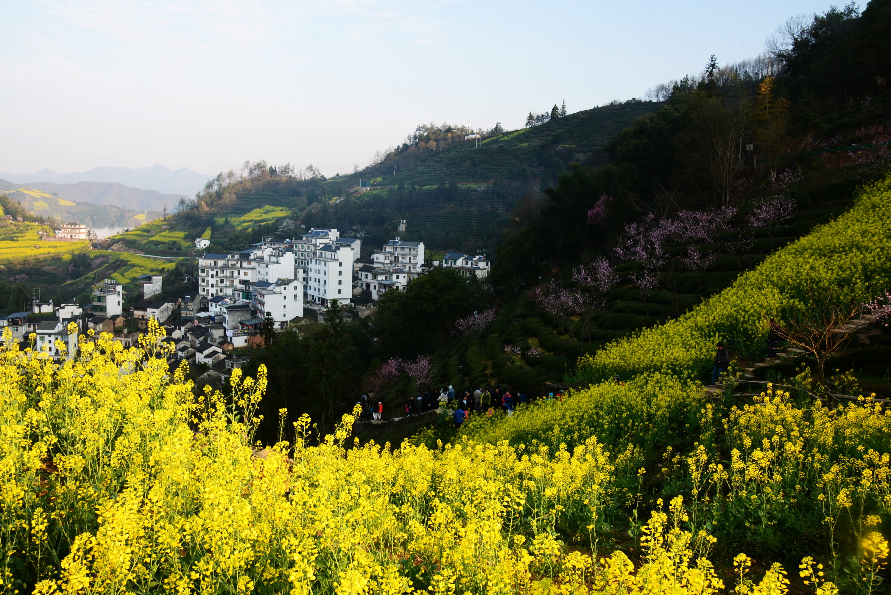 歙县石潭:花海云海和人海,亮瞎了眼_油菜花