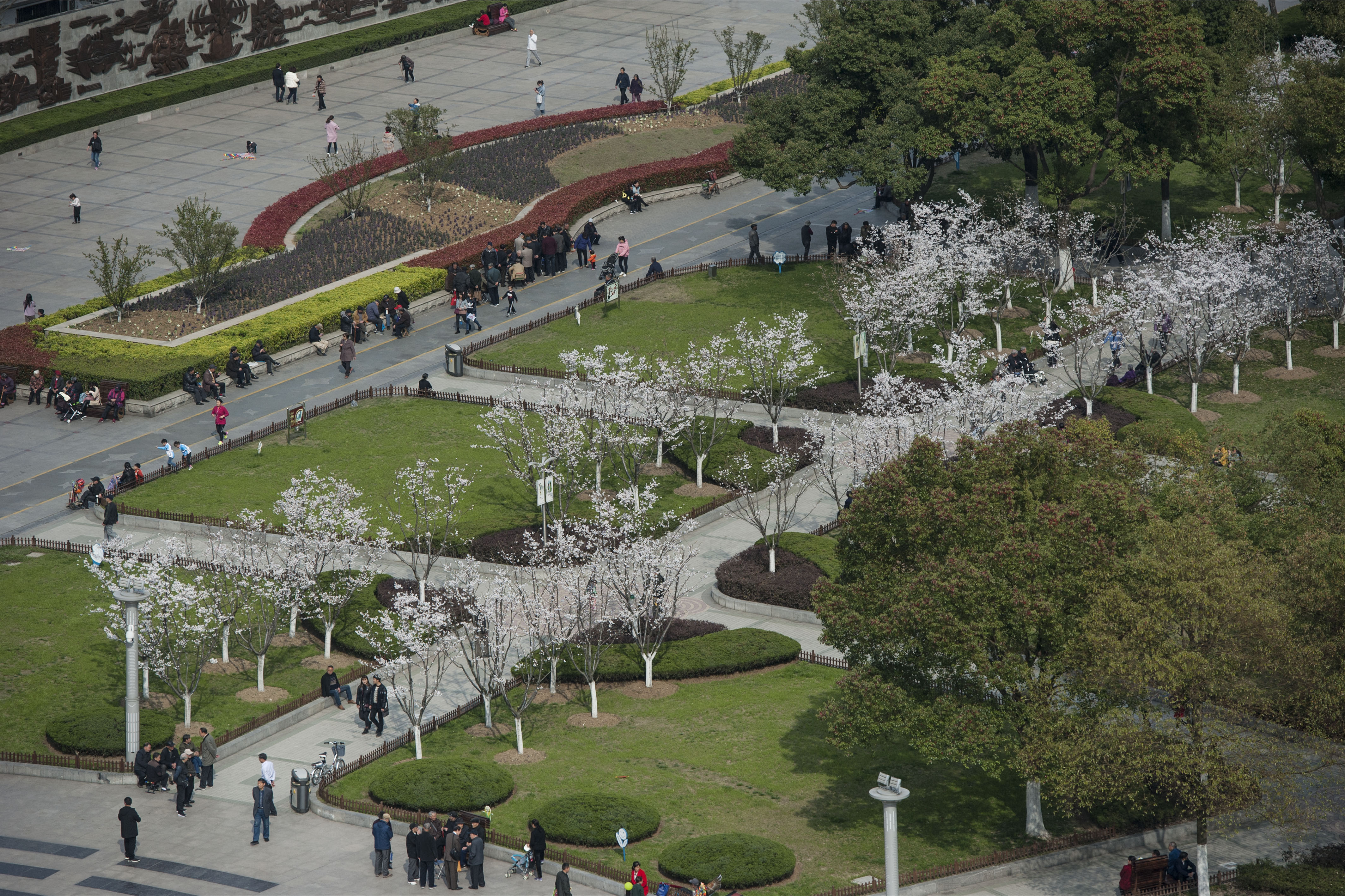 安徽合肥:和平广场樱花大道的樱花绽放喜迎客