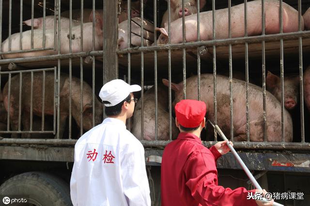 餐桌安全谈论提高生猪屠宰检疫质量保障肉品安全