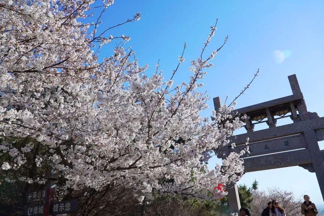 最佳赏花期 3月23日-4月14日 新浪微博账号 :山东樱花山风景区 抖音