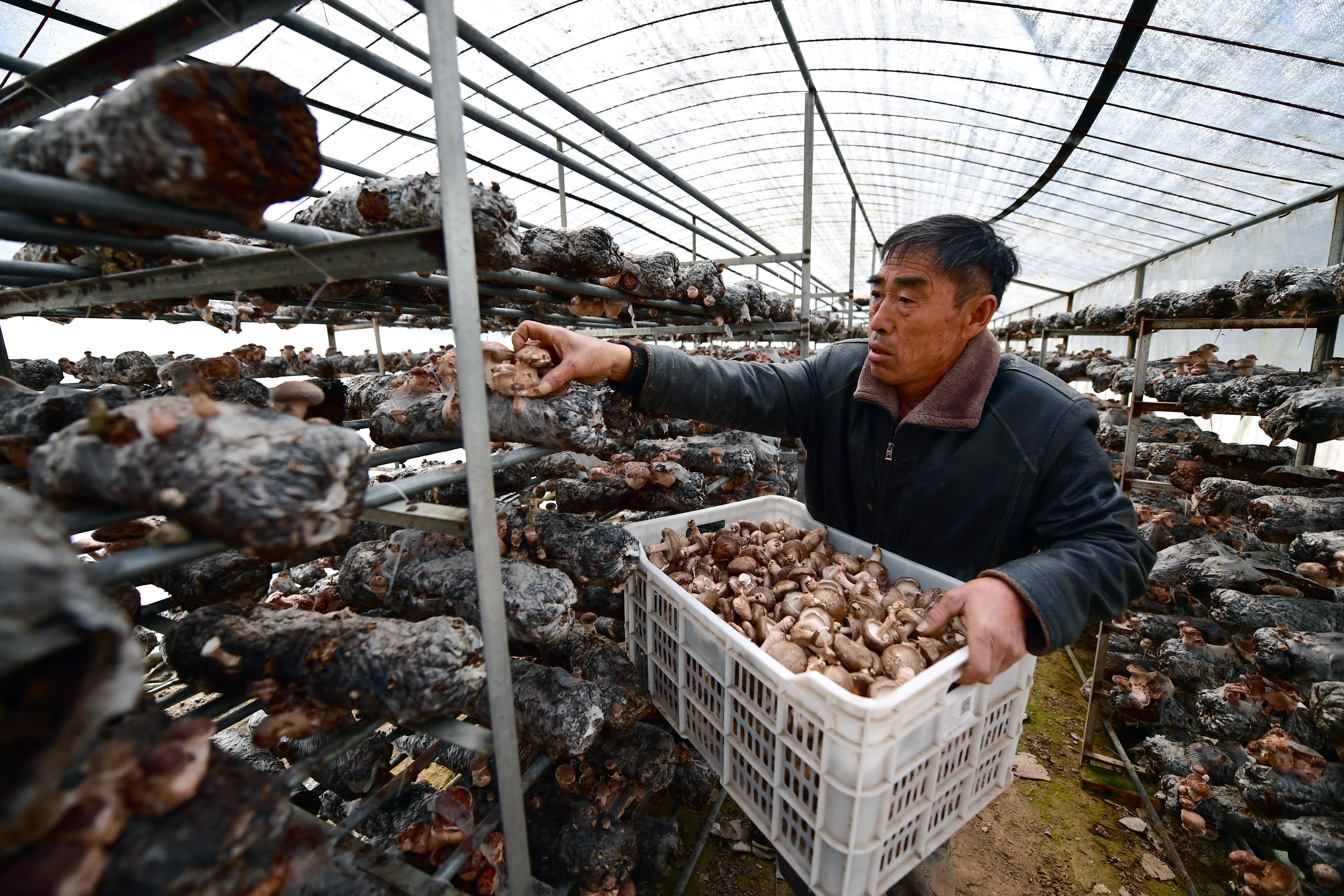 3月24日,村民在河南省民权县程庄镇林下食用菌大棚基地采摘香菇.