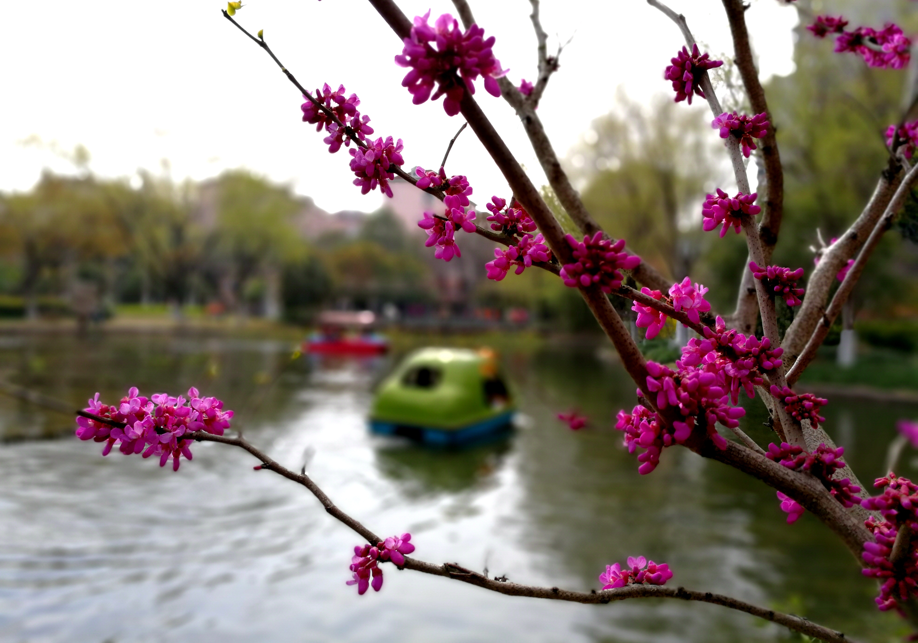 什么花什么卉的成语_成语故事图片