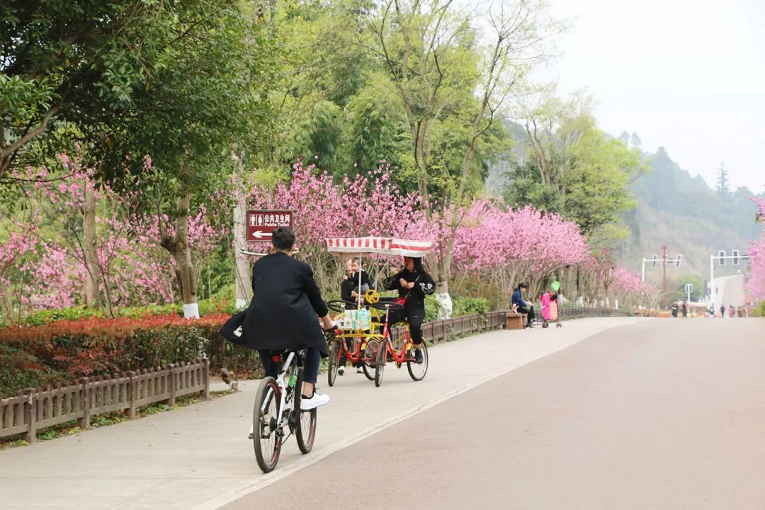 绿心路"十里桃花"霸屏央视!峨眉人这周约么?_乐山