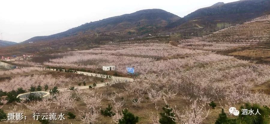 山东省泗水县圣水峪镇的土洞村三月杏花花瓣在春风的