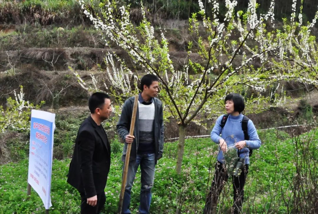 自然农产品专业合作社的果树种植基地里在延平区南山镇龙湾村3月15日