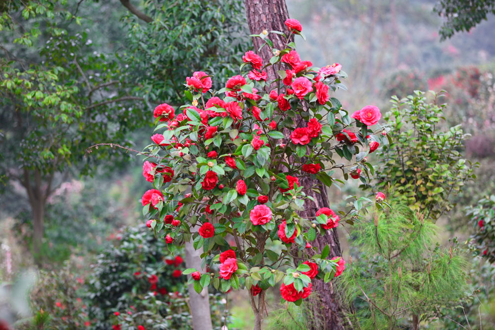 春游大京山 独恋茶花源_景区