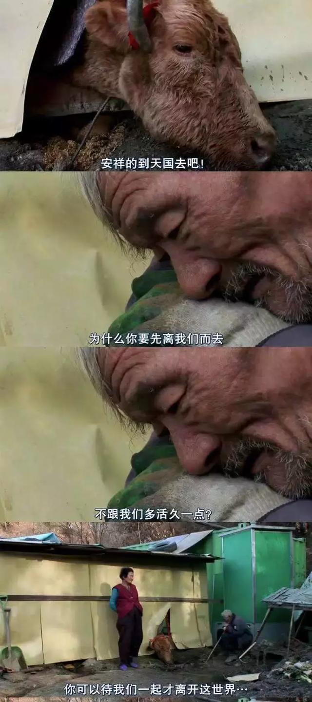 真正的人口_真正的美人鱼图片