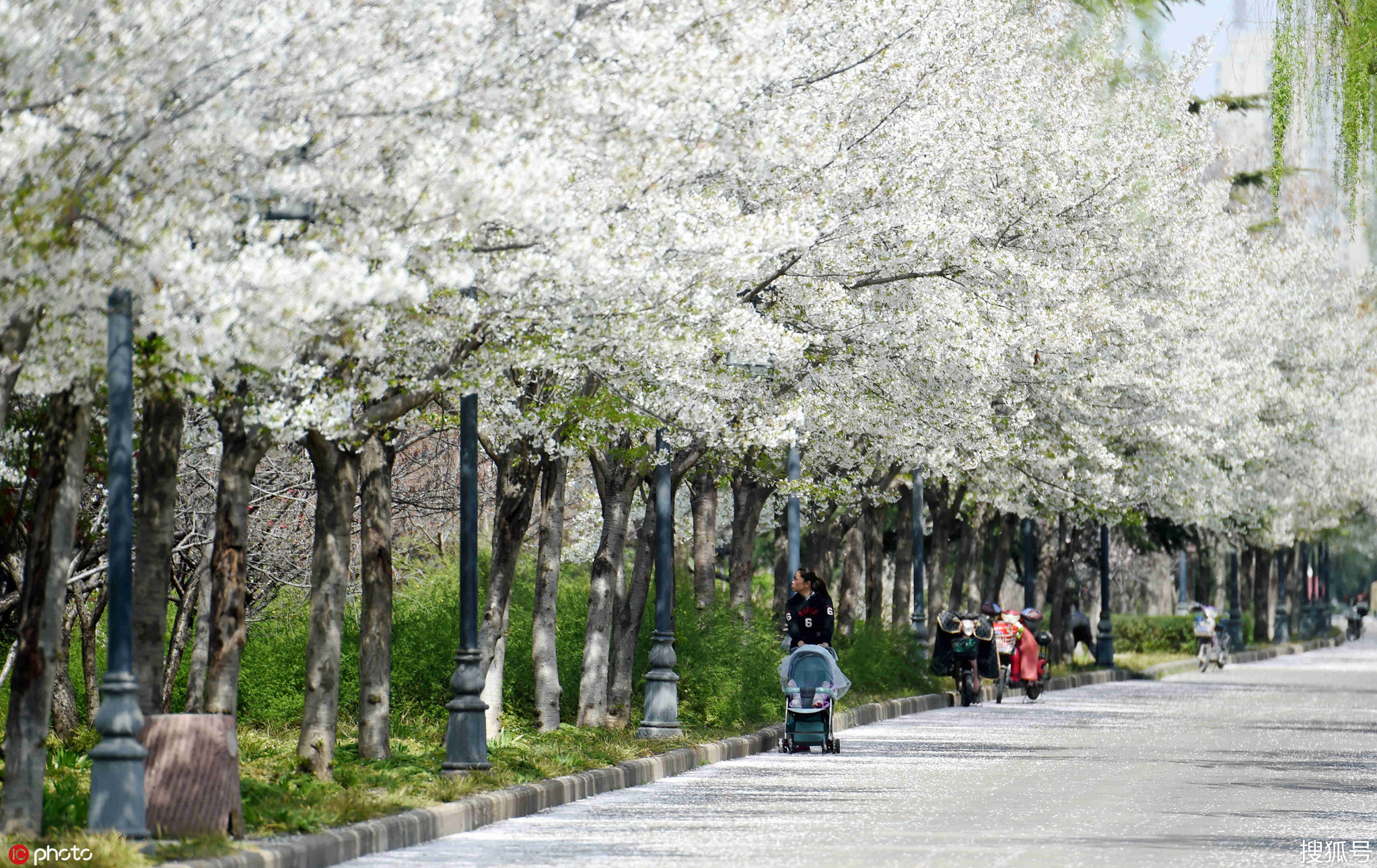 1/ 12 2019年3月25日,河南省洛阳市洛浦公园南堤,全场2公里的樱花大道