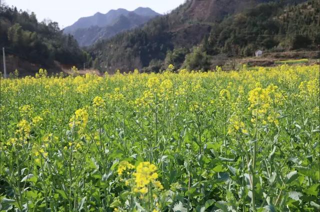 看油菜花无需到婺源,安化奎溪的油菜花同样惊艳全世界