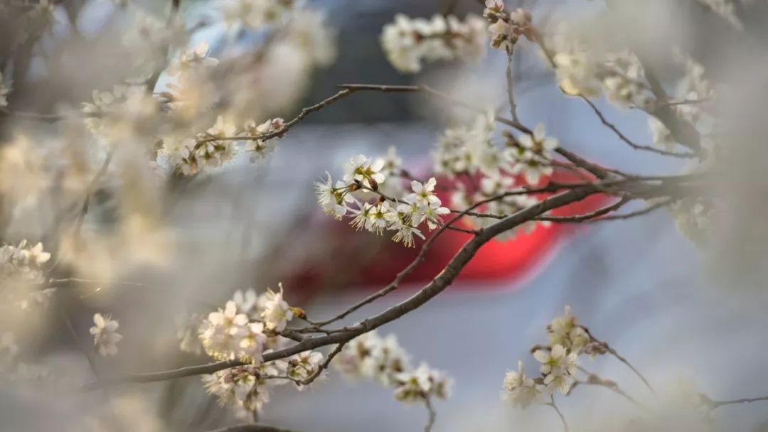 繁花里