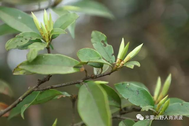 柳树和花猜成语是什么成语_疯狂猜成语柳树和花是什么答案 疯狂猜成语柳树和(2)