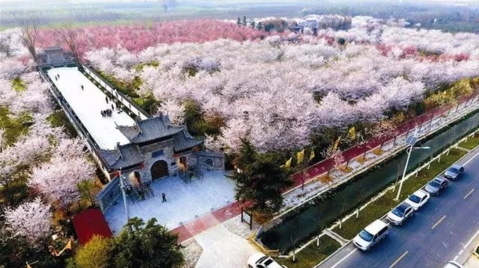 鄢陵县:“浪漫花都，樱你而美”第三届唐韵樱花节盛大开幕!