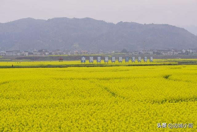 重庆秀山龙凤花海油菜花正盛,好一派优美田园风光