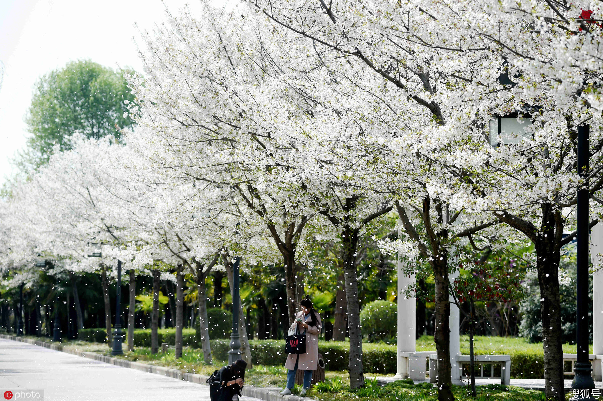 1/ 12 2019年3月25日,河南省洛阳市洛浦公园南堤,全场2公里的樱花大道