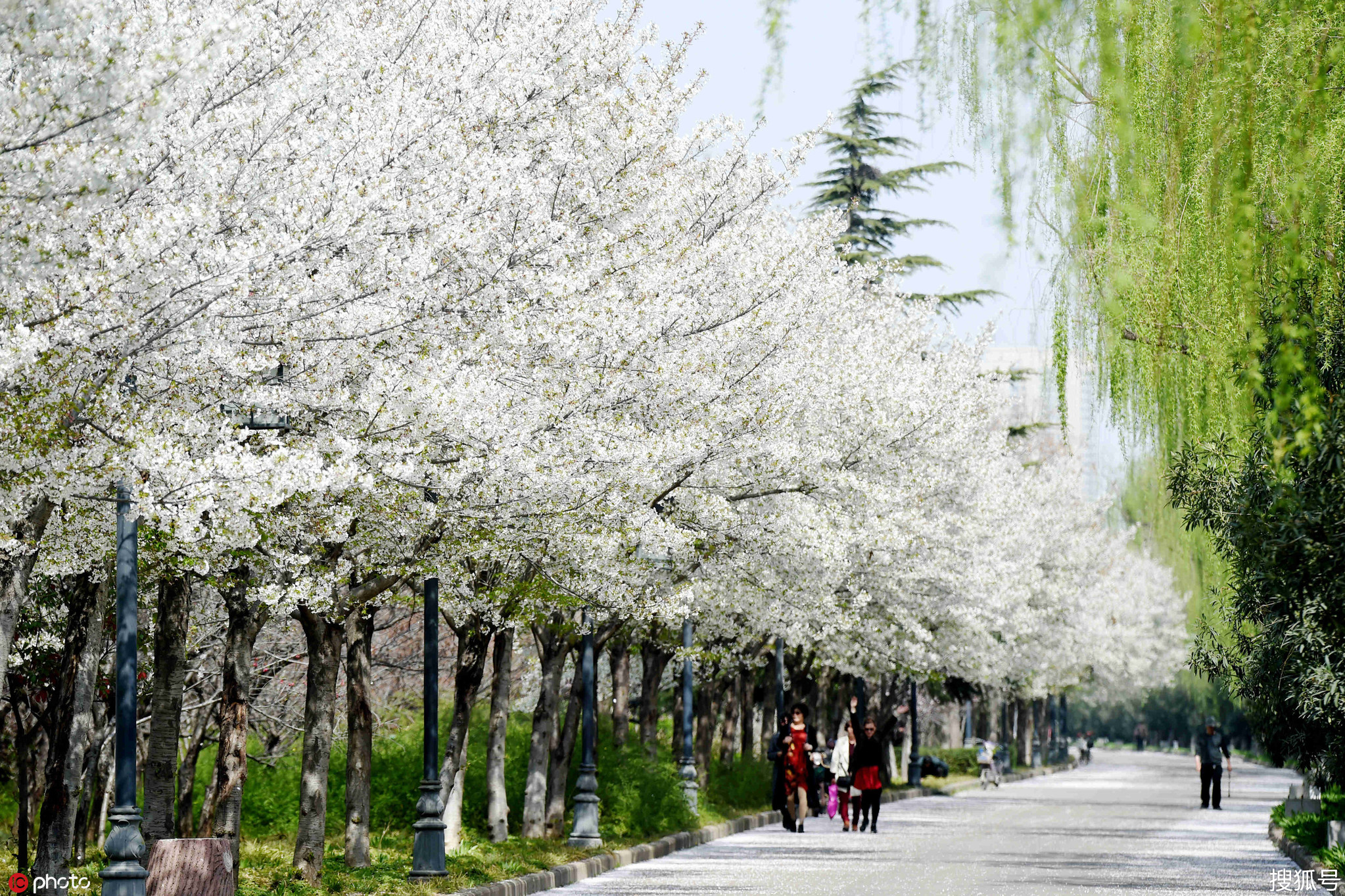 1/ 12 2019年3月25日,河南省洛阳市洛浦公园南堤,全场2公里的樱花大道