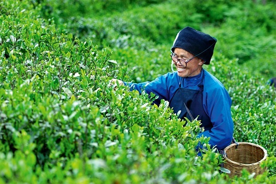 贵山云雾深 千姿百态共一“绿”