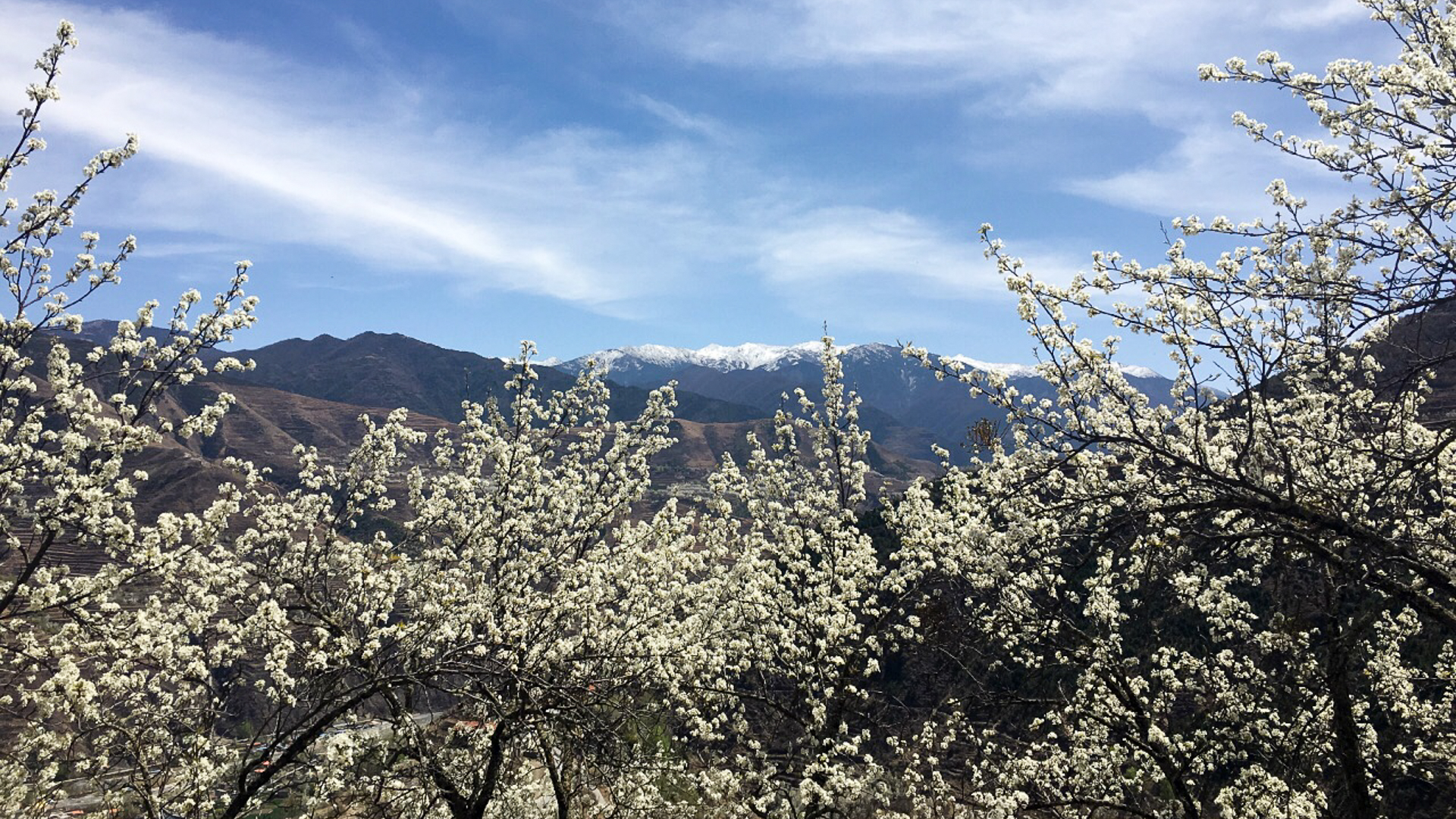 这个春天如果你想看梨花，一定不要错过这两个乡村旅游地