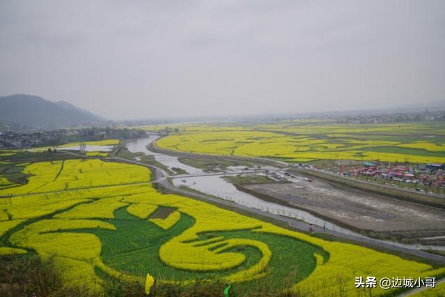 重庆秀山龙凤花海油菜花正盛,好一派优美田园风光