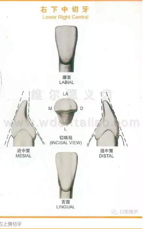 牙齿的形态图与口腔颌面解剖图.