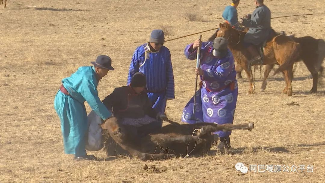 【美丽阿巴嘎】阿巴嘎旗举办"塔日黑洪格尔"首届传统蒙古马文化摄影