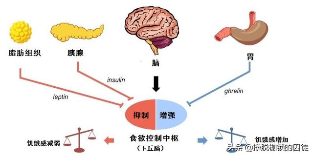 发烧不想吃饭怎么办