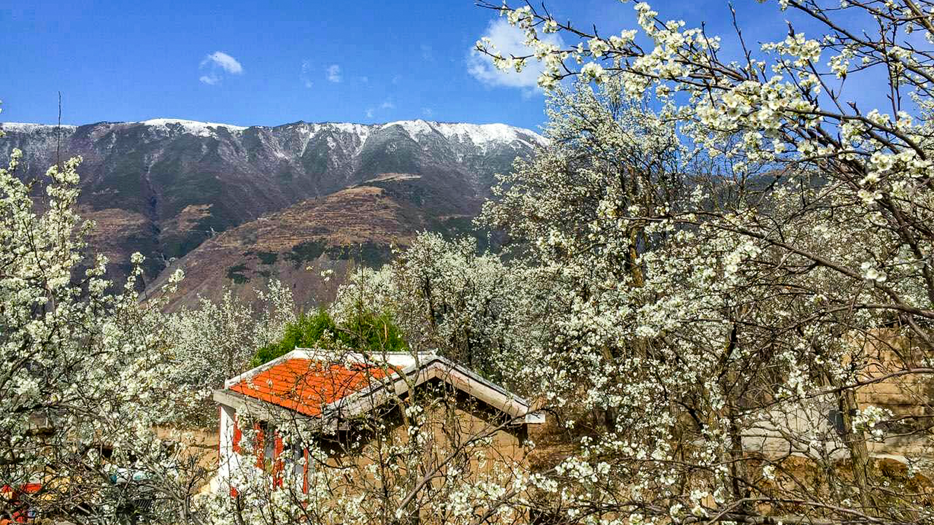 这个春天如果你想看梨花，一定不要错过这两个乡村旅游地