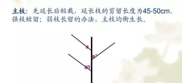 截长什么短成语_成语故事图片