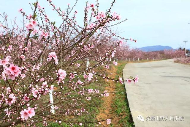 柳树和花猜成语是什么成语_疯狂猜成语柳树和花是什么答案 疯狂猜成语柳树和(2)