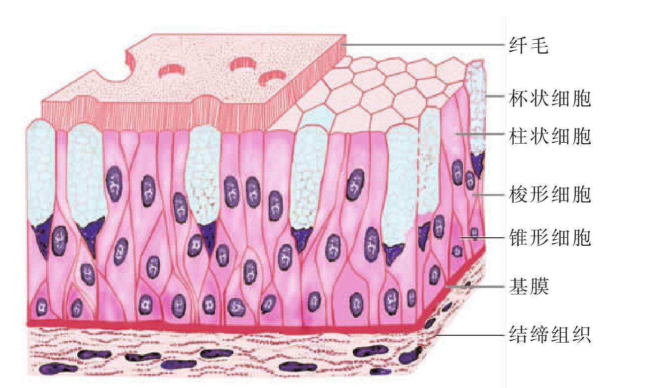 气管炎的反复发作,会引起上皮局灶性坏死和鳞状上皮化生,纤毛上皮细胞