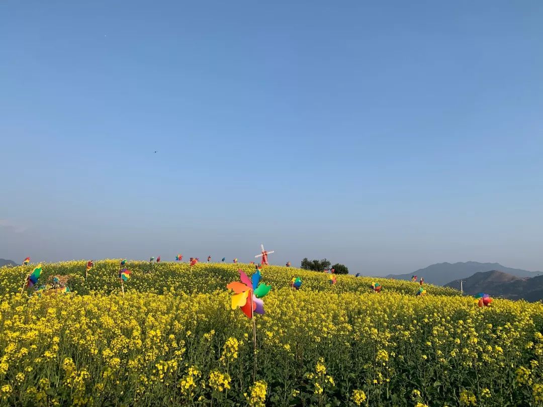 桃花,樱花,油菜花……三月的永嘉,赏花正当时!