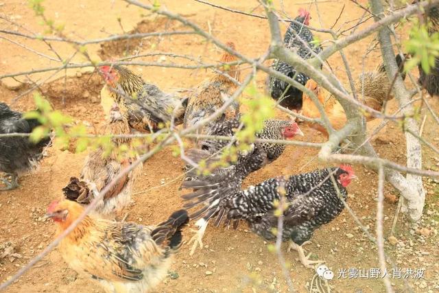 正直镇柳树村桃李花满园梅花鸡遍地