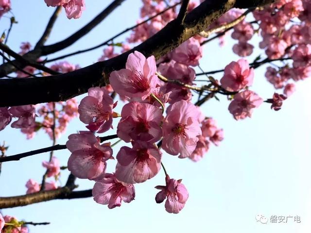 满树粉黛,层层叠叠,窈川廊下樱花繁,窈川百里樱花长廊各类美食令人