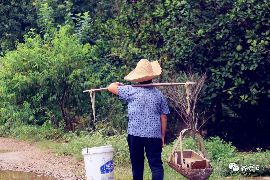 在岗孜村的夕阳下,着粪箕和尿桶,去自家的菜园摘菜淋菜