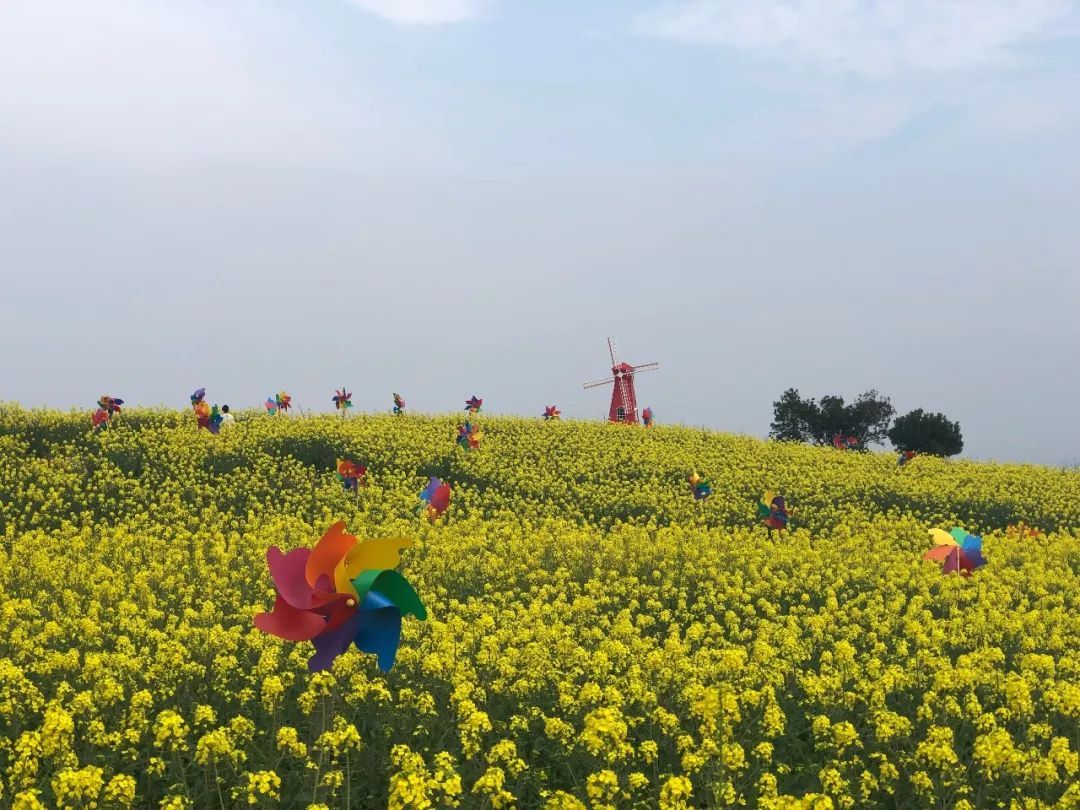 桃花,樱花,油菜花……三月的永嘉,赏花正当时!