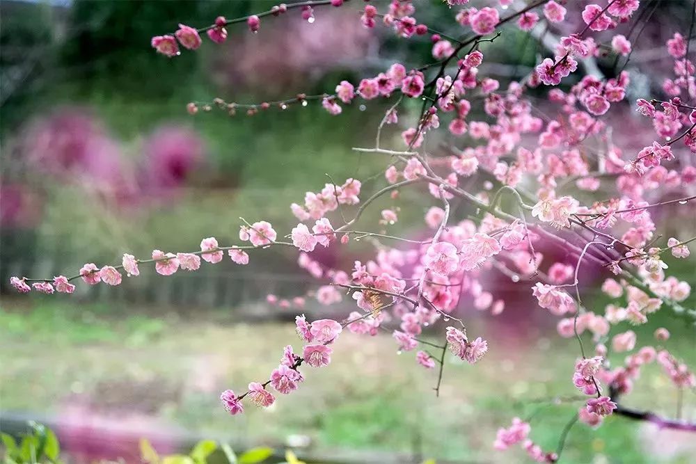 当诗意邂逅三月,泰州,许你一场春暖花开