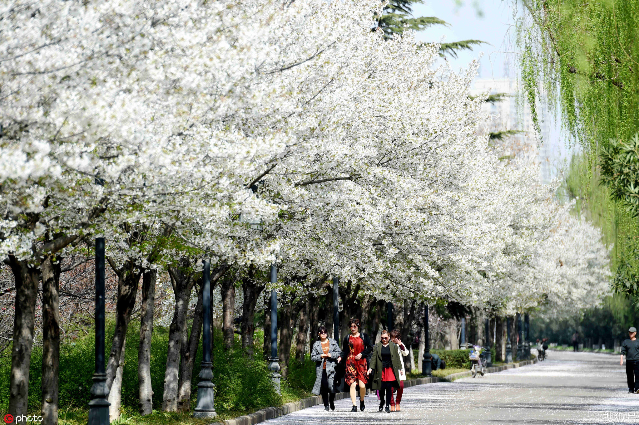 1/ 12 2019年3月25日,河南省洛阳市洛浦公园南堤,全场2公里的樱花大道