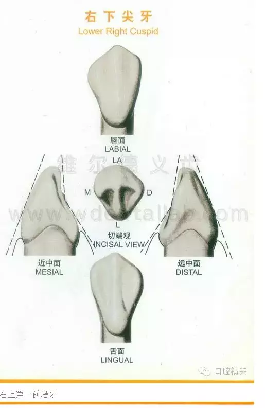 牙齿的形态图与口腔颌面解剖图.