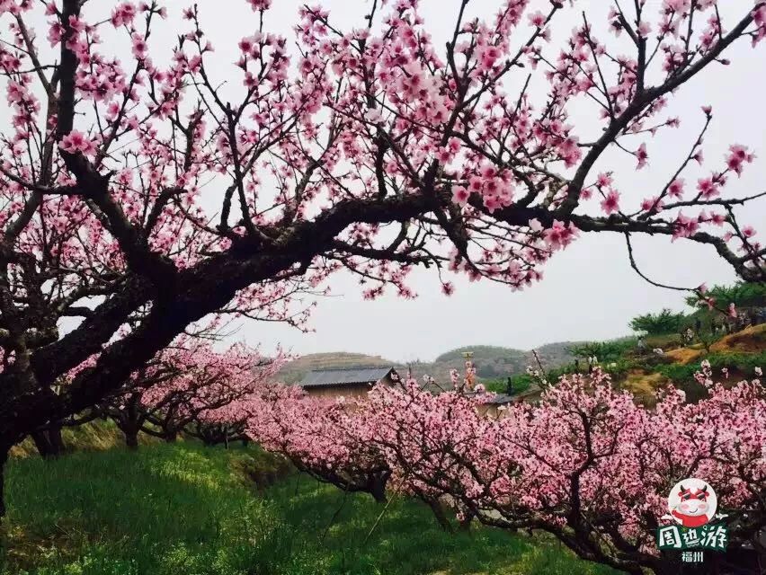 这里不远 车程仅1小时,一天来回超方便 这里超震撼 漫山桃花开,春意