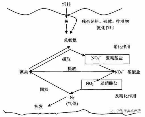 氨氮 亚硝酸盐 爆表 后果很严重 注意着三点 安全解决大问题 养殖