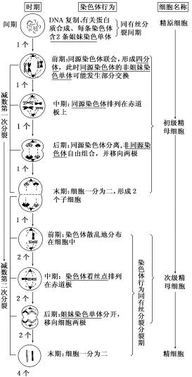 高中生物减数分裂知识点梳理附经典例题解析超实用