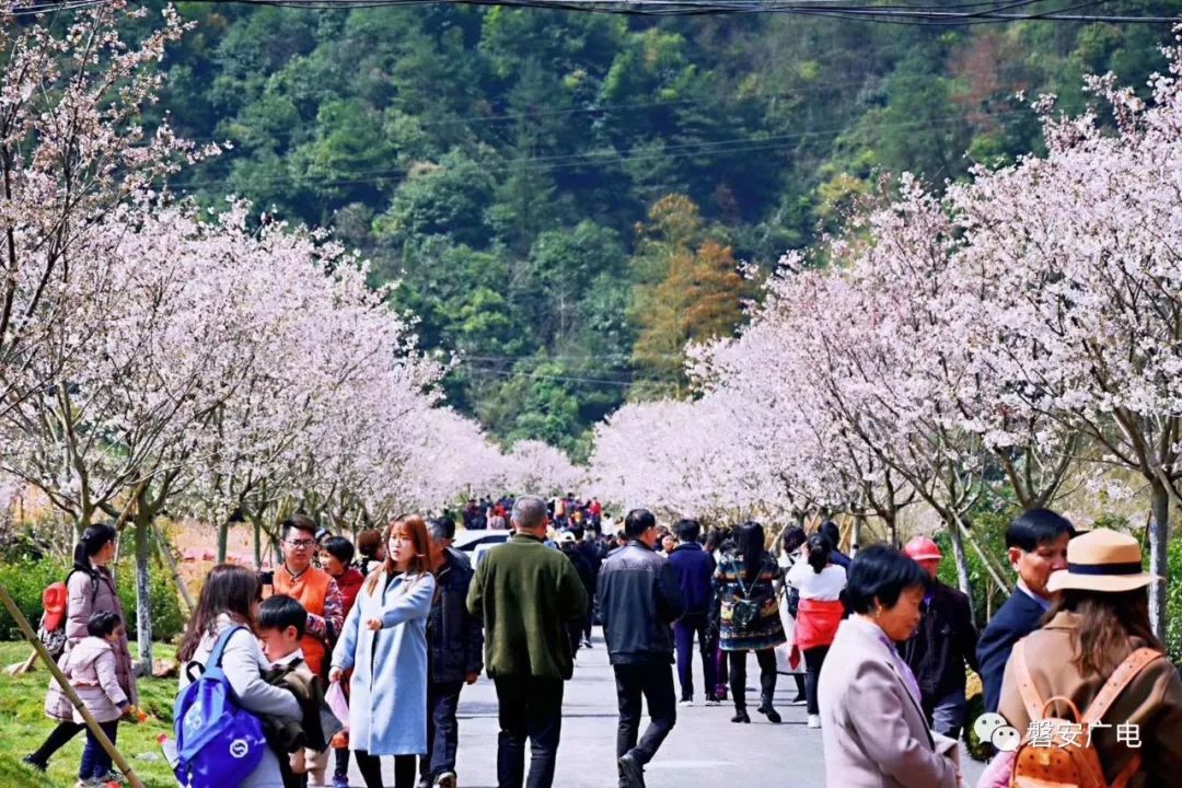 3月26日,2019中国·磐安樱花节开幕!