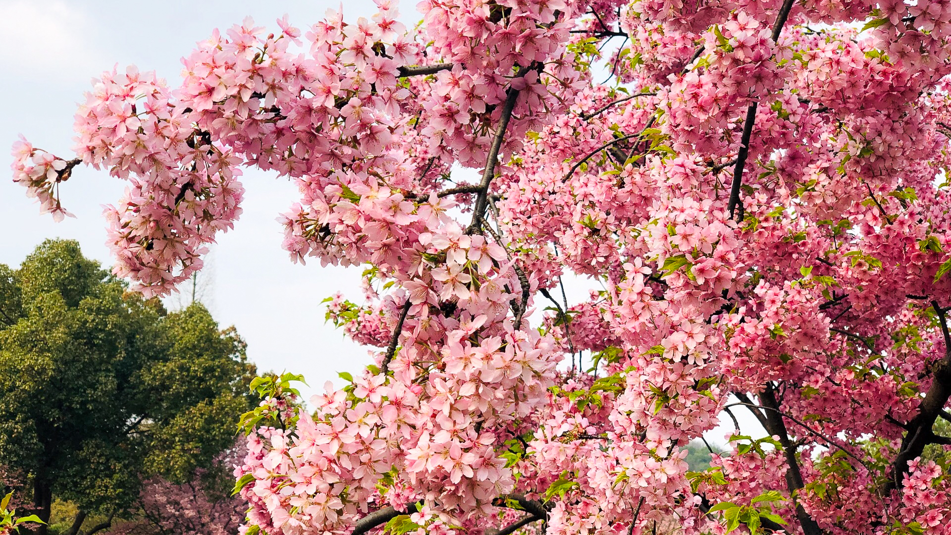 无锡最佳两处踏青胜地：一个是国内著名赏花景区，一个花开满春季