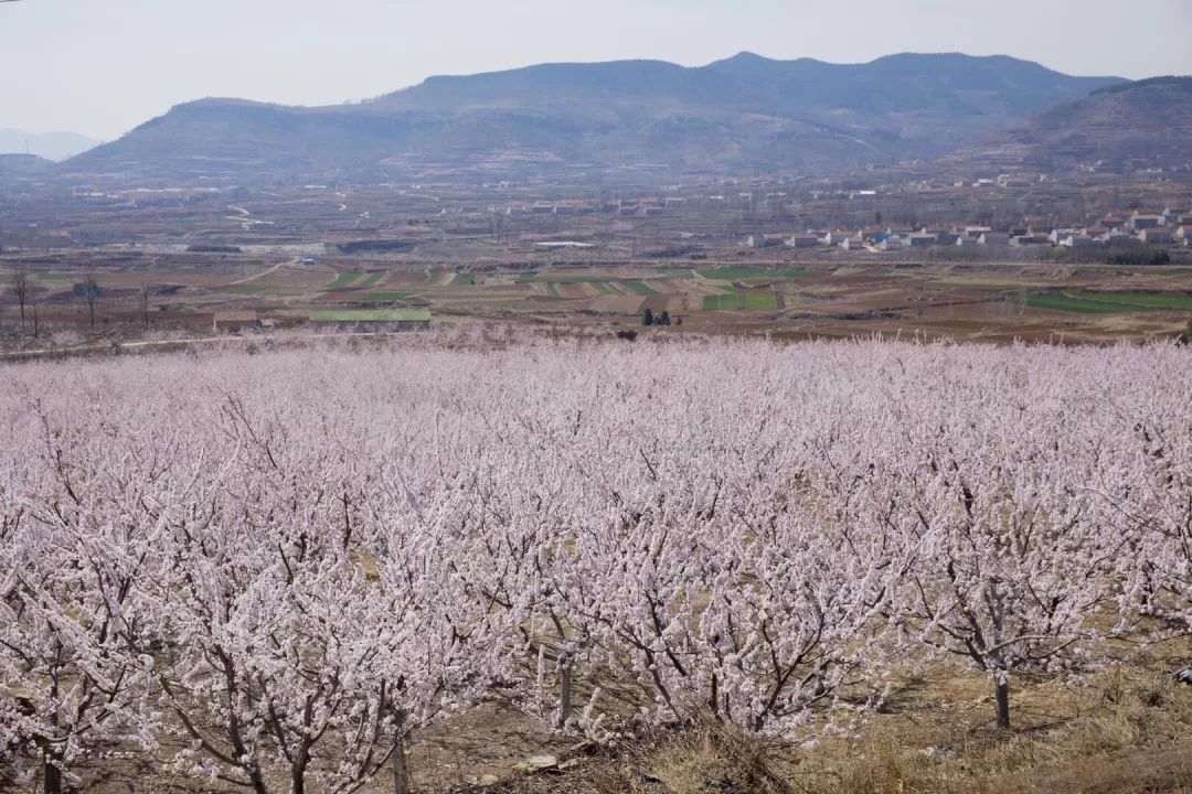 沂南朱家林的3月是杏花的世界,美的让你窒息!