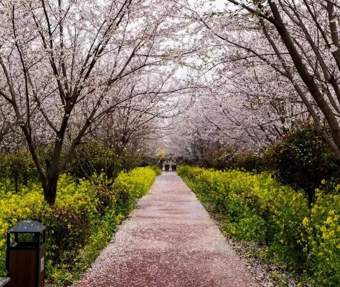 鄢陵县:“浪漫花都，樱你而美”第三届唐韵樱花节盛大开幕!